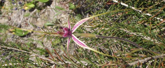 Caladenia - Spider Orchid2-Badgingarra-Vern-Westbrook-walk-Sep-2018p0004.JPG